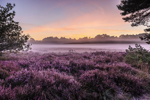 La lande de Galderse, à Breda, aux couleurs intenses sur JPWFoto