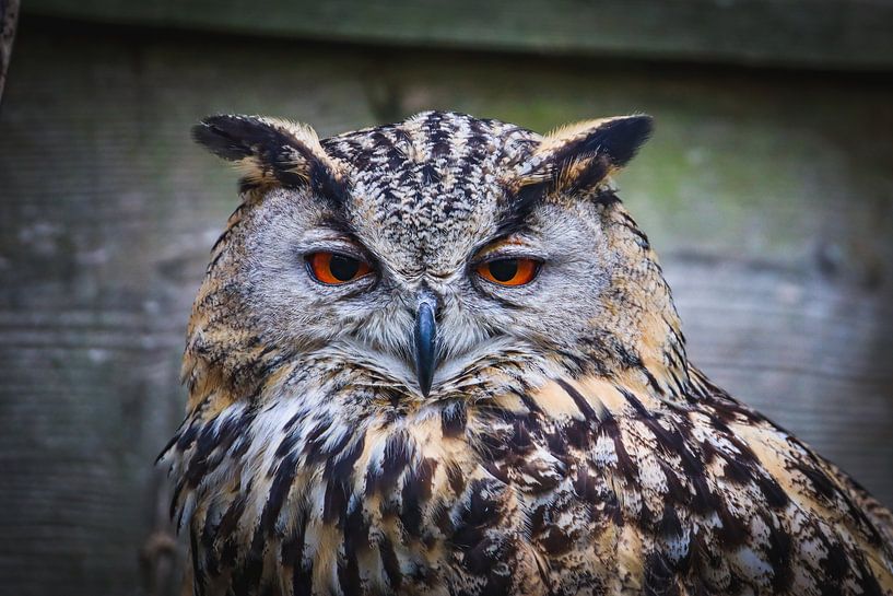 Igitt wie von WILBERT HEIJKOOP photography