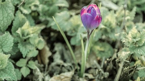 Paarse bloem omringt met groen