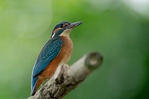 Eisvogel