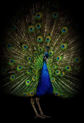 Prachtige pauw pronkend met zijn veren