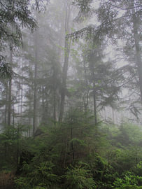 Mystischer Schwarzwald - Pfade der Stille VII von Helmut Martin - The Art of Stone - Steinkunst & Photographie