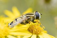 A Dancing Visitor: The Lemon Pendulum Fly on the Flower of Jacob's Wort by Remco Ditmar thumbnail