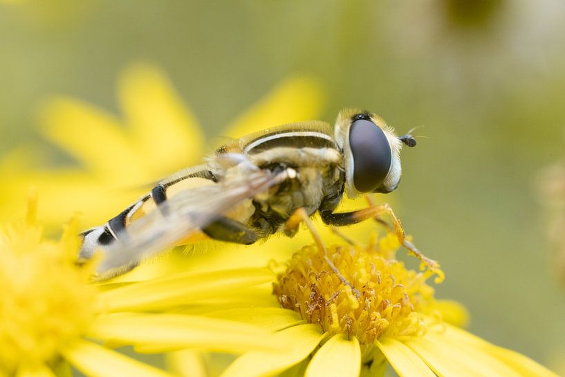 A Dancing Visitor: The Lemon Pendulum Fly on the Flower of Jacob's Wort by Remco Ditmar