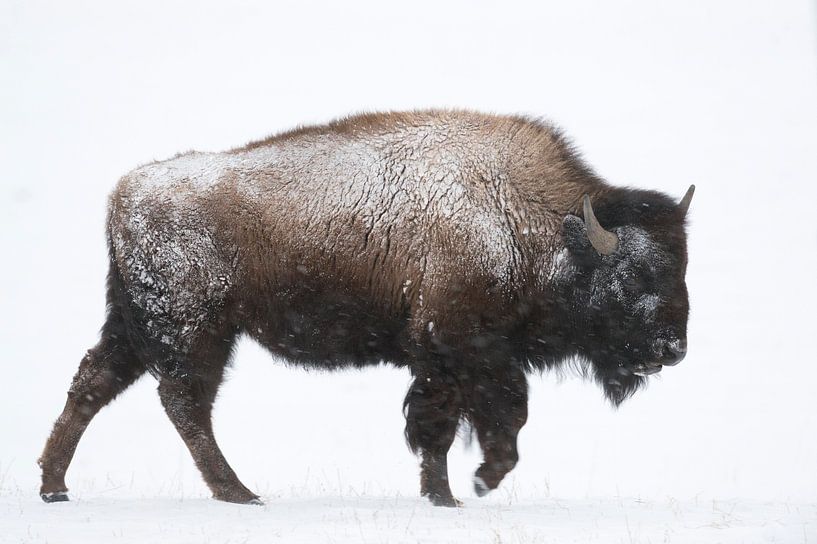 Bison ( Bison bison ) geht seines Weges, Yellowstone NP von wunderbare Erde