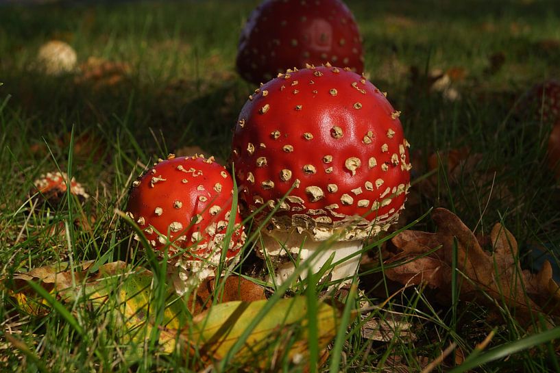 Mushrooms by Bennie Eenkhoorn