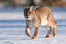 Lynx in the snow by HB Photography