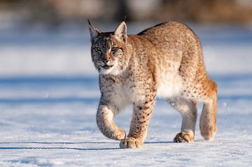 Lynx in de sneeuw van HB Photography