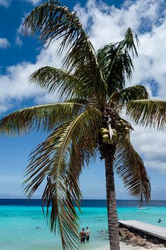 Palm tree by Dani Teston