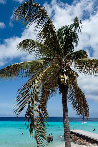 Palmboom van Dani Teston