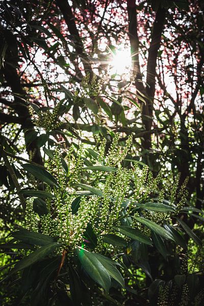 Frischer, grüner Baum mit Sonne und Blüte von Fotografiecor .nl