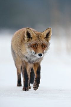 beschouwd... Rode vos *Vulpes vulpes* in de winter; rennend over een stuk ijs van wunderbare Erde