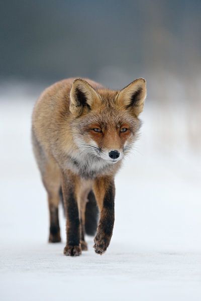 considered... Red fox *Vulpes vulpes* in winter; running over a patch of ice by wunderbare Erde