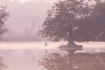 Zilverreigers in het ven van Monique van Genderen (in2pictures.nl fotografie)