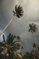 Palm trees on tropical island travel print