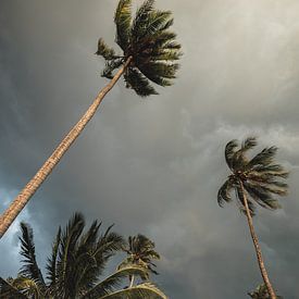 Palmen auf tropischen Inselreisen drucken von Olivier Bessems Photography