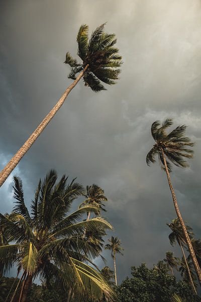 Palm trees on tropical island travel print by Olivier Bessems Photography