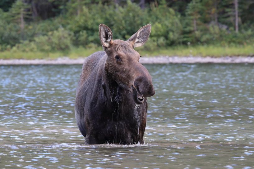 Elandkoe die waterplanten eet in het Glacier Nationaal Park in Montana, VS van Frank Fichtmüller