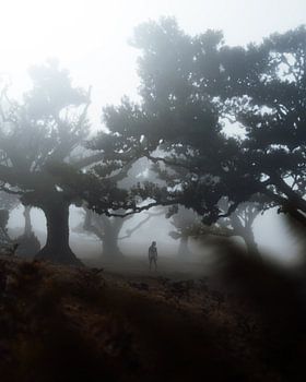 Horrorwald (Madeira, Portugal)