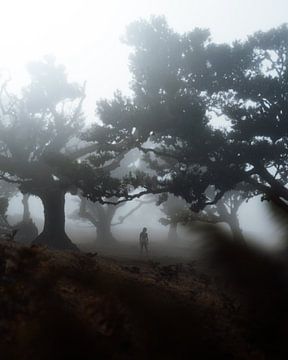 Horror forest (Madeira, Portugal) van Ian Schepers