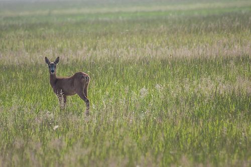 ree in de biesbosch
