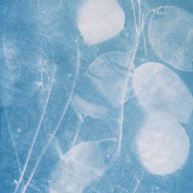 Lunaria Honesty by Karen Kaspar