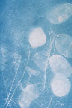 Lunaria Honesty
