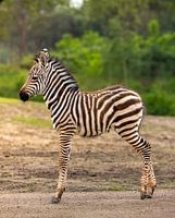 Youthful Grace: A Young Zebra in its Natural Habitat