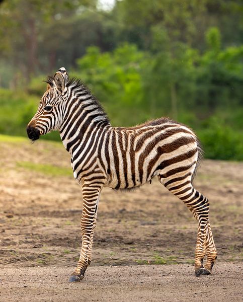 Youthful Grace: A Young Zebra in its Natural Habitat by Triki Photography