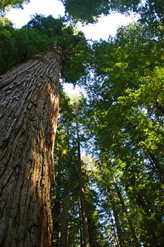 Redwoods California van Jeroen van Deel