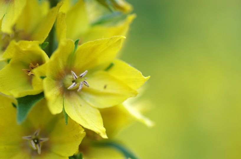 Yellow, Wederik Macrofotografie by Watze D. de Haan