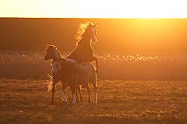 Horses in last sunlight by Pier de Haan