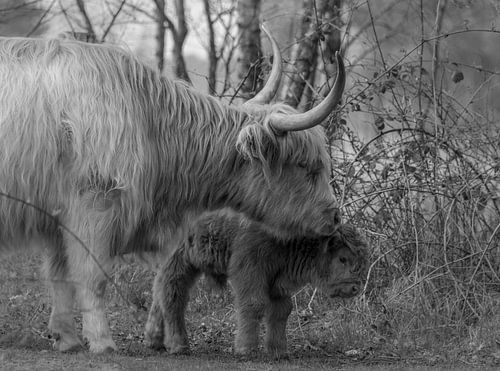 Schotse Hooglander met haar jong kalfje in zwart-wit