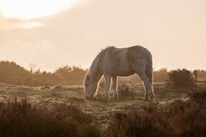 cheval sauvage dans la lumière dorée sur Tania Perneel