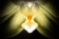 Orchids callus
