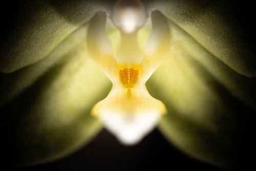 Orchideen Kallus