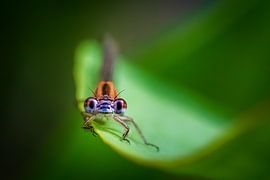 Makro und Nahaufnahme einer Zwerglibelle von Exclusive Photos by Erwin Floor