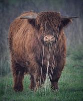 Schotse hooglander