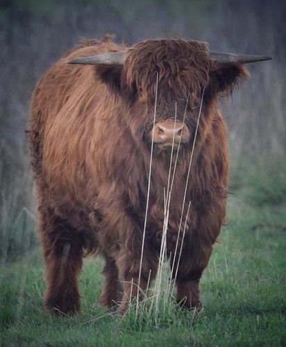 Schotse hooglander