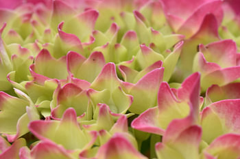 Pink hydrangea
