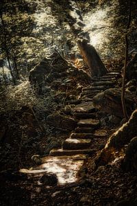 Eine Waldtreppe