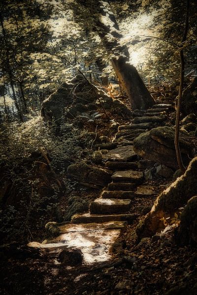 A forest stairway by Rik Verslype
