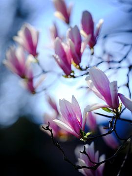 Magnolia bloesem in de voorjaarszon. van Jan-Willem Jonker