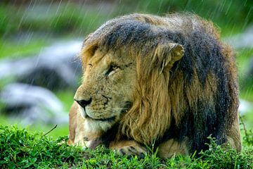 Leeuw in de regen van Peter Michel
