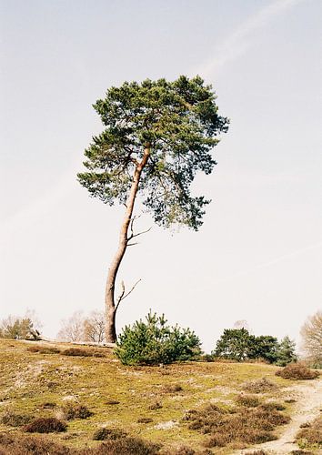 Baum auf dem Utrechter Bergrücken - Holland in Bildern