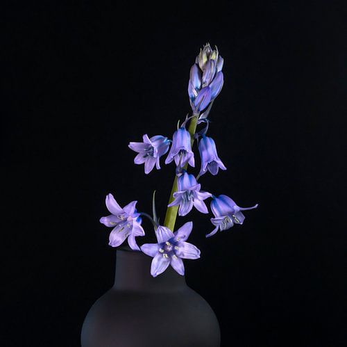 Wild Hyacinth