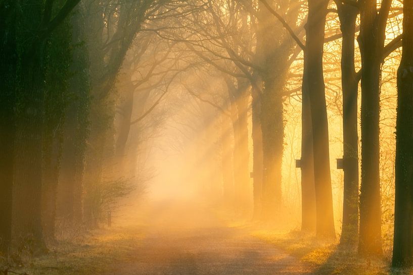 Burchtlaan Nienoord Leek tijdens zonsopkomst met zonneharpen van R Smallenbroek