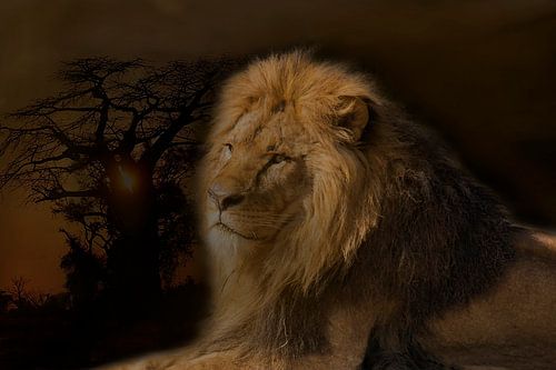 Löwe, Mensch Afrika