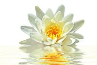 White lotus flower in bloom