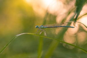 Waterjuffer in balans van Moetwil en van Dijk - Fotografie